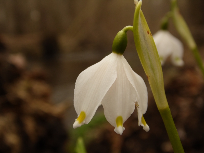 Le campan...elle di Primavera .